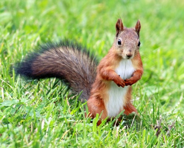 Животные белка летом