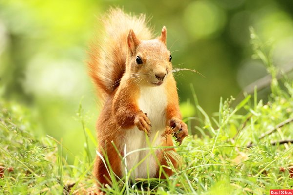 Белка лето