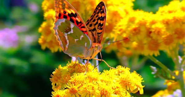 Солнечный летний день