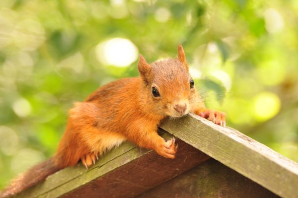 Белка летом