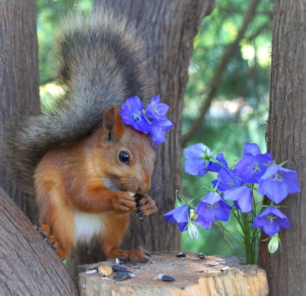 Самые красивые белки