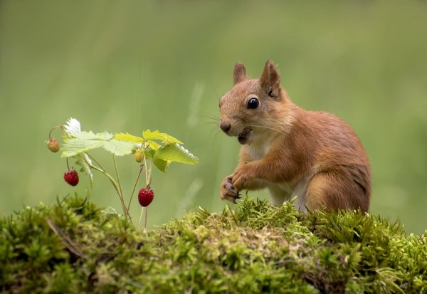 Лесные животные белка с бельчатами