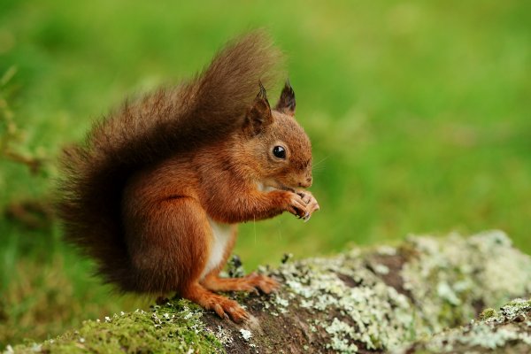 Обыкновенная белка с бельчатами