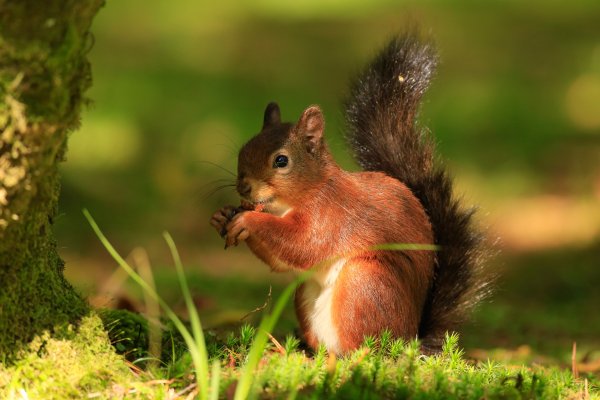 Волшебная белка