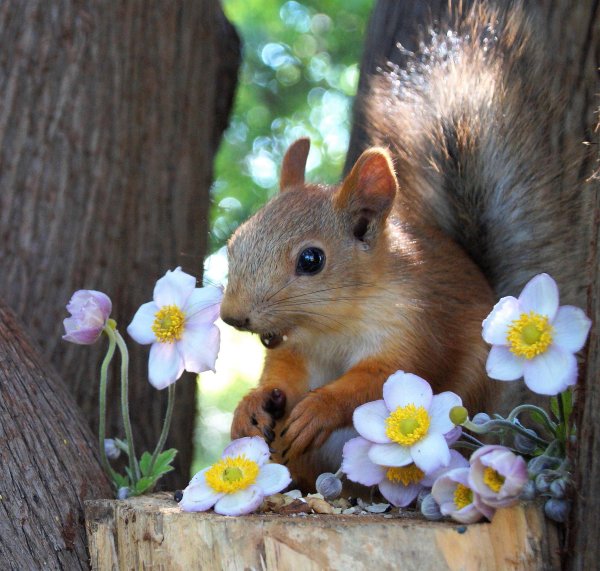 Лето природа животные