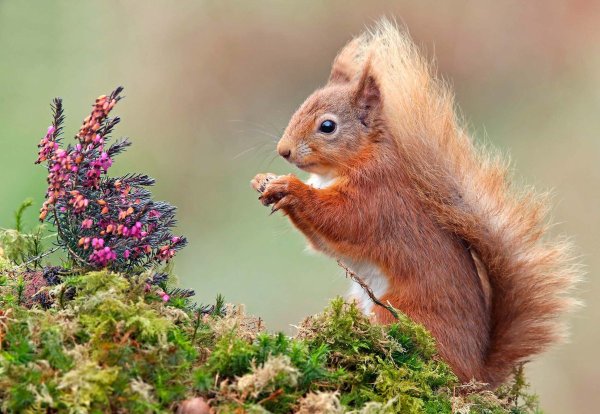 Кудяблики белка