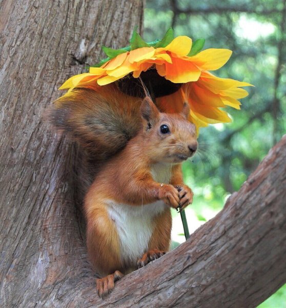 Белочка летом