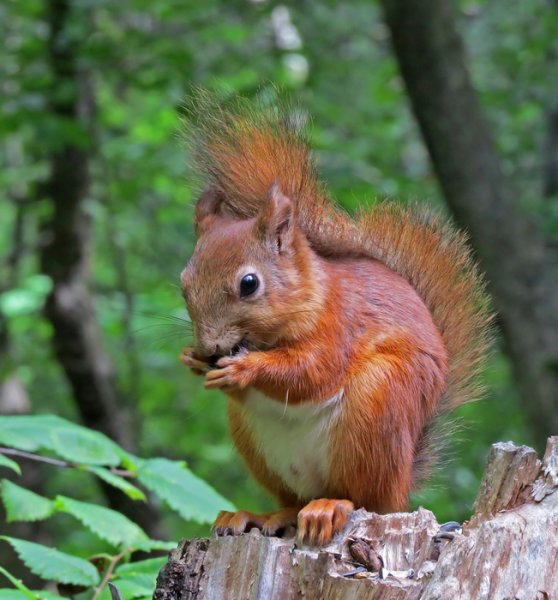 Белка летом
