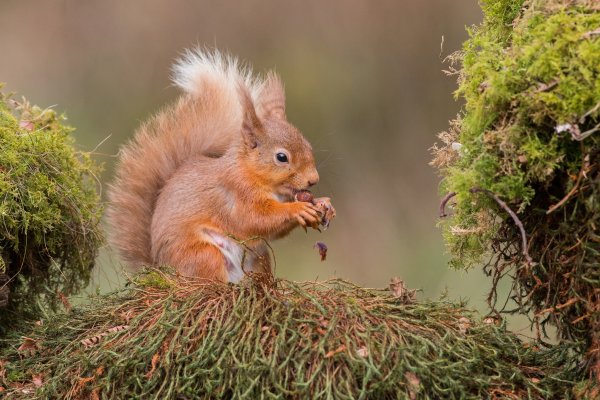 Белка с орешками