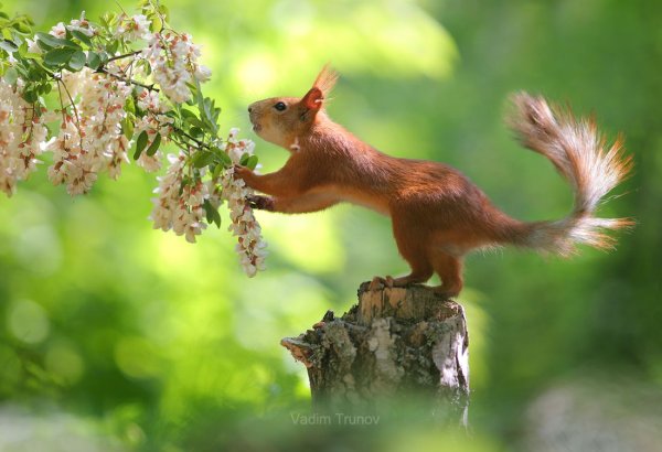 Вадим Трунов фотограф белки