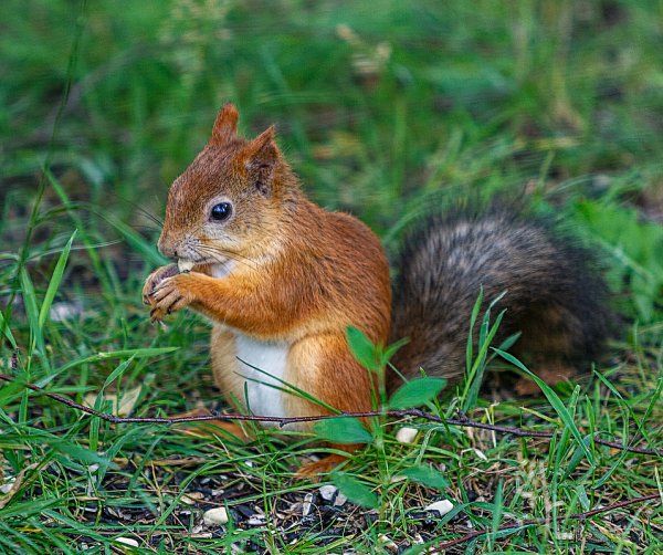 Рыжая белка летом