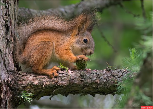 Лесные животные белка с бельчатами