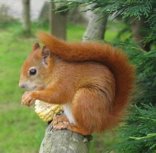 Белка серенькая и рыженькая картинка для детей
