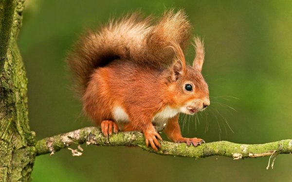 Филевский парк белки