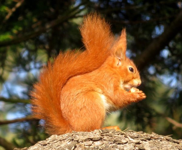 Огненная Векша белка