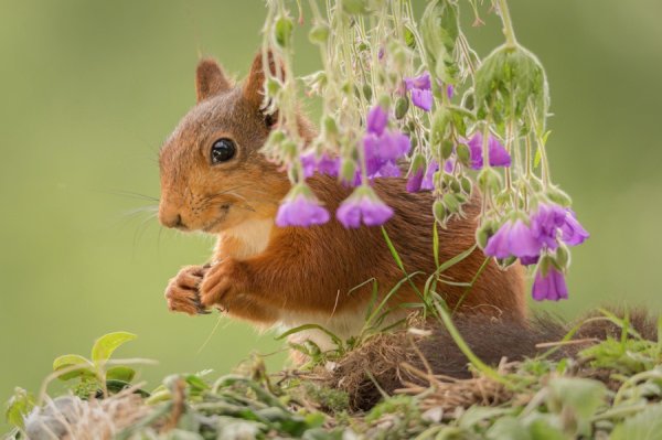 Забавные животные летом