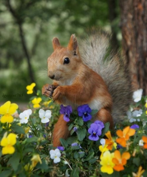 Белочка Весенняя