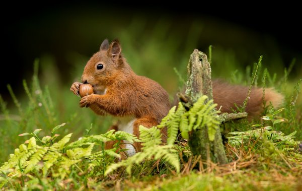 Лесные животные белка с бельчатами