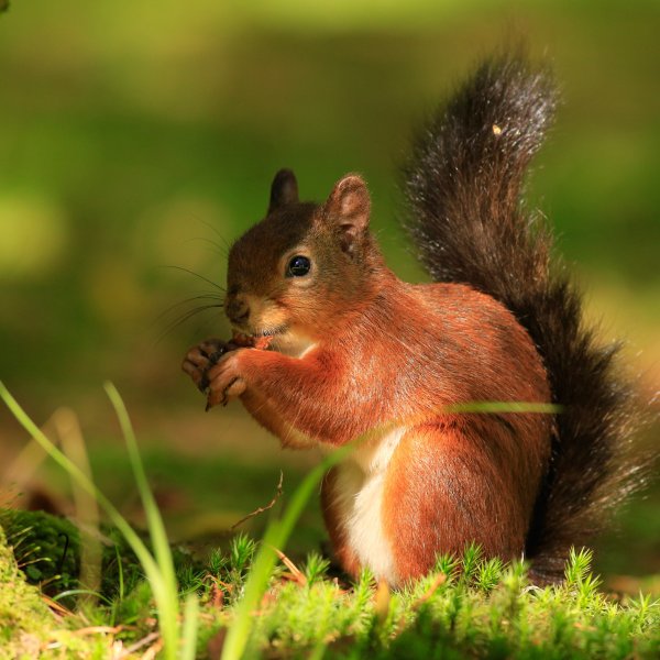 Изображение белочки