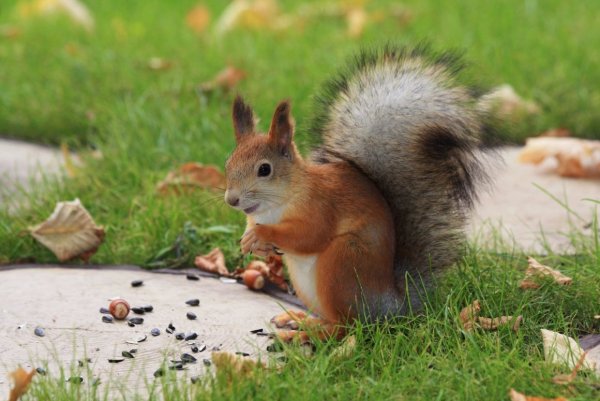 Белка трудяга