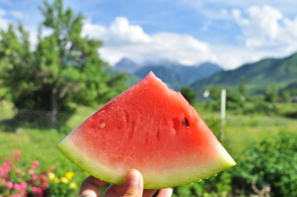 Арбуз на природе