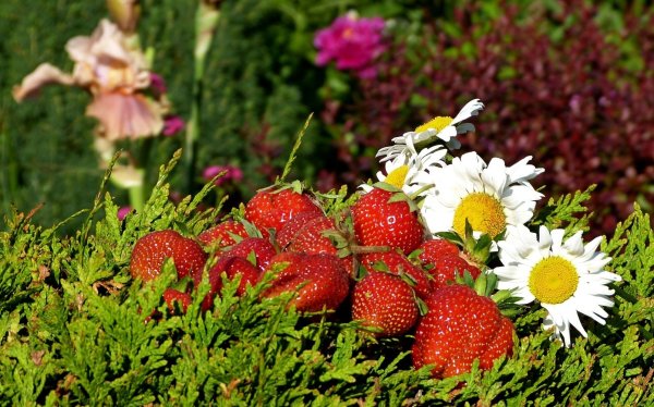 Лето июнь природа