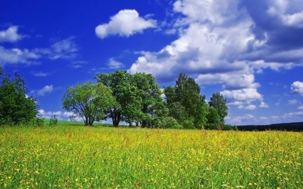 Летняя природа