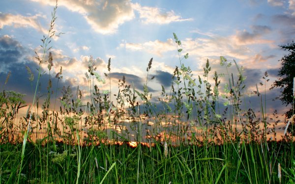 Июльские травы