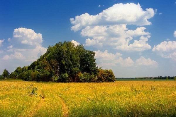 Ромашки на лугу