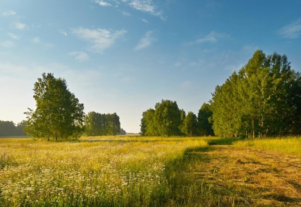 Разнотравье поля Луга полевые цветы