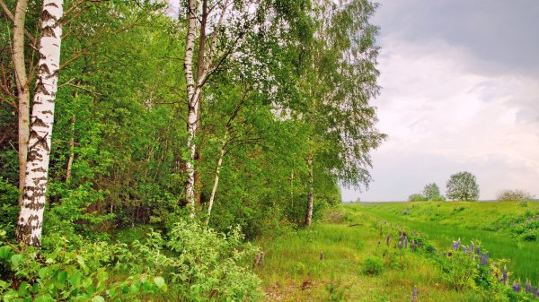 Луга летом Ростовская область