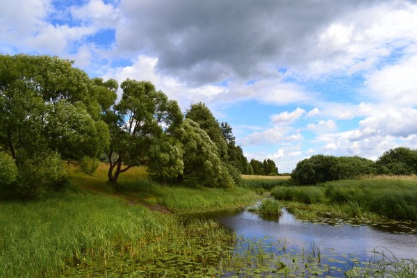 Поляна колокольчиков