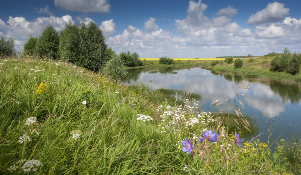 Июнь природа