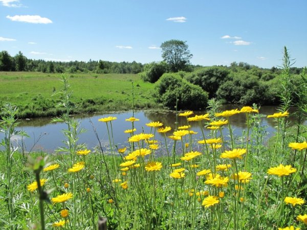 Луга разнотравье Пермского края