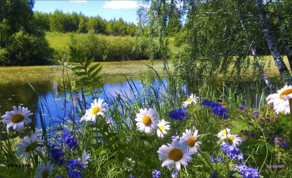 Летняя природа