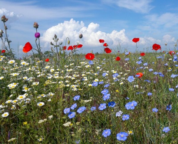 Природный парк Куркино люпиновое поле