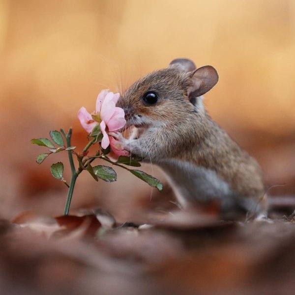 Мышь Малютка Луговая