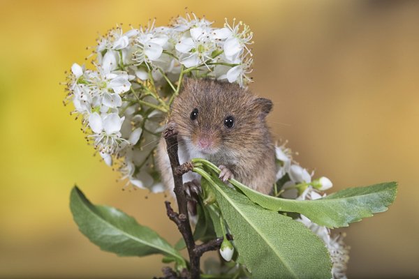 Мышка Соня полёвка