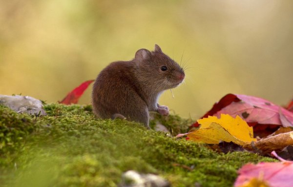 Мышка в траве