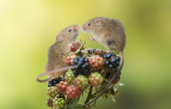 Красивая мышь