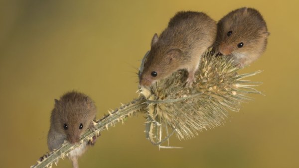 Мышь Малютка