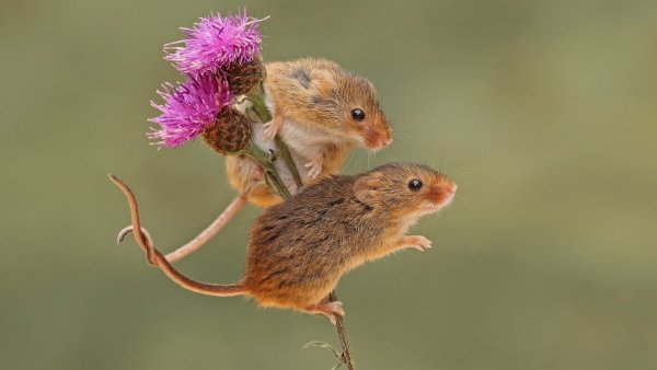 Красивая мышка