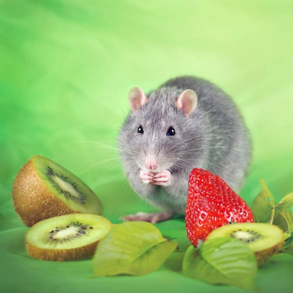 Полянка для мышонка