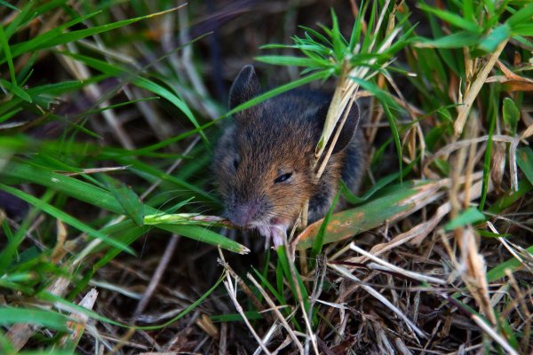 Милые мышки