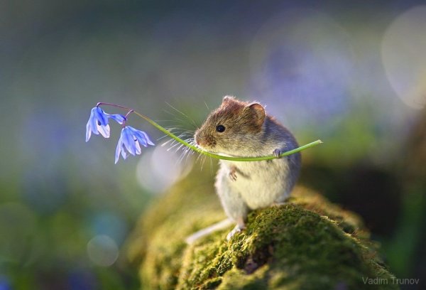 Водяная крыса полевка