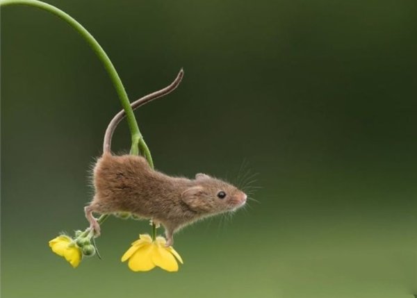 Элина Репкина Моисеенко иллюстрации