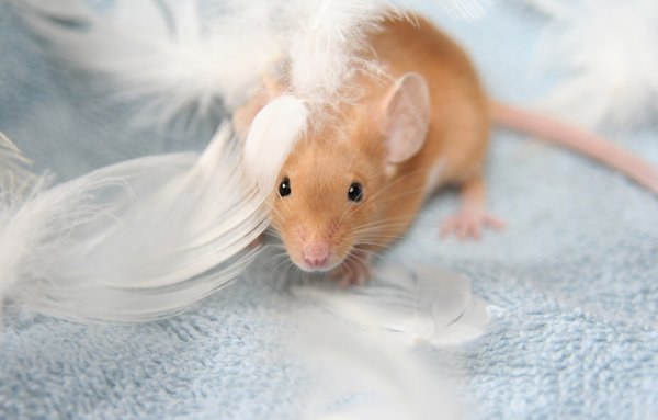 Орешниковая Соня