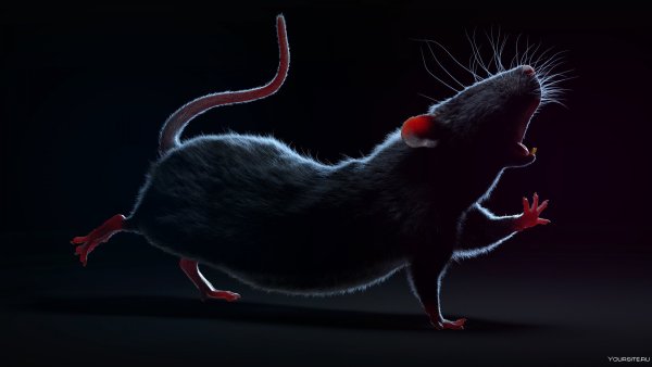 Крыса Весна