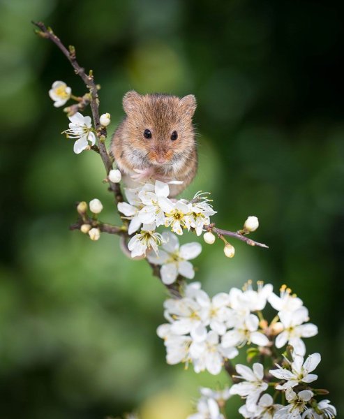 Мышь полевка