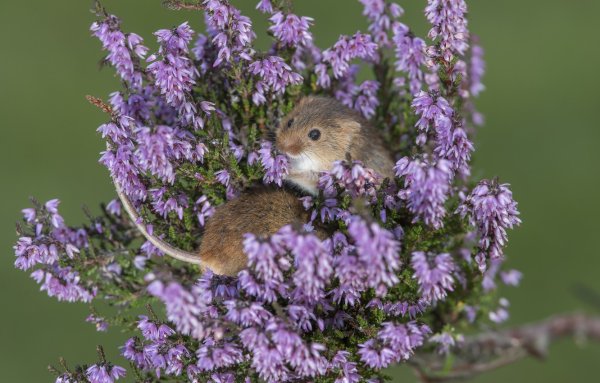 Орешниковая Соня Детеныши